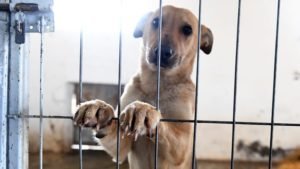util-e-interesante-como-denunciar-maltrato-animal-peru-n325121-624x352-502090