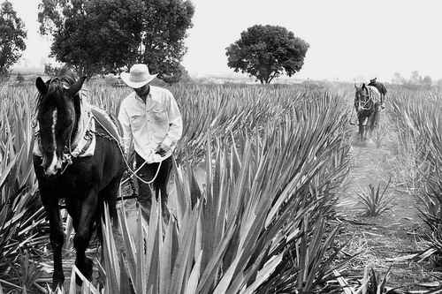 agave