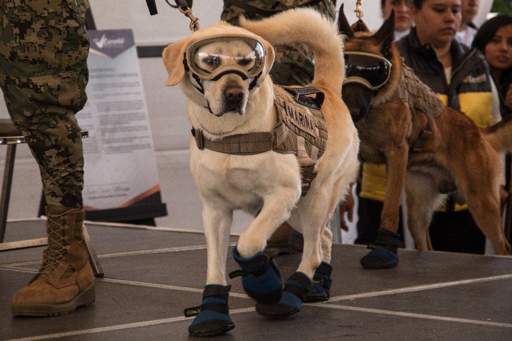 Segundo_Festival_Canino-1