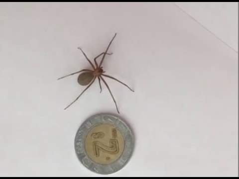 ARAÑA 1