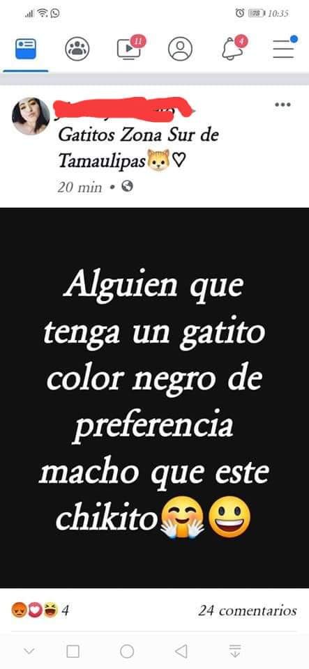 gatos