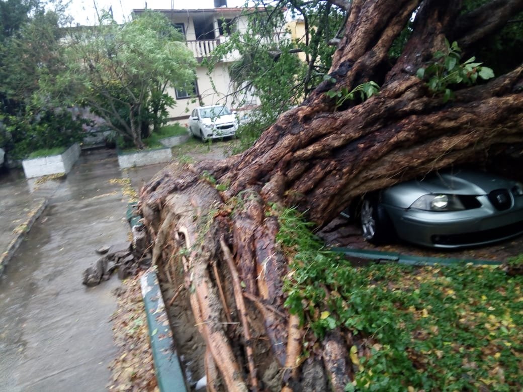 arbol tampico