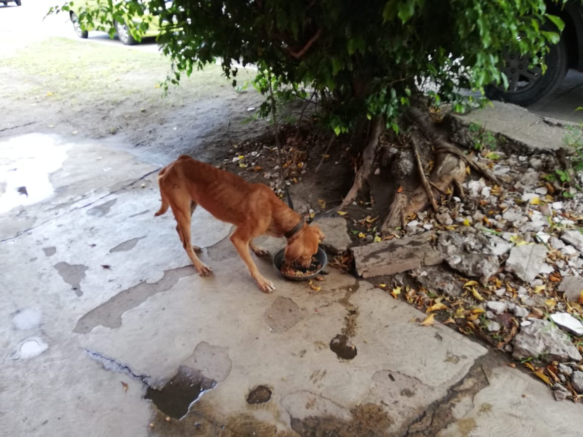 perrito