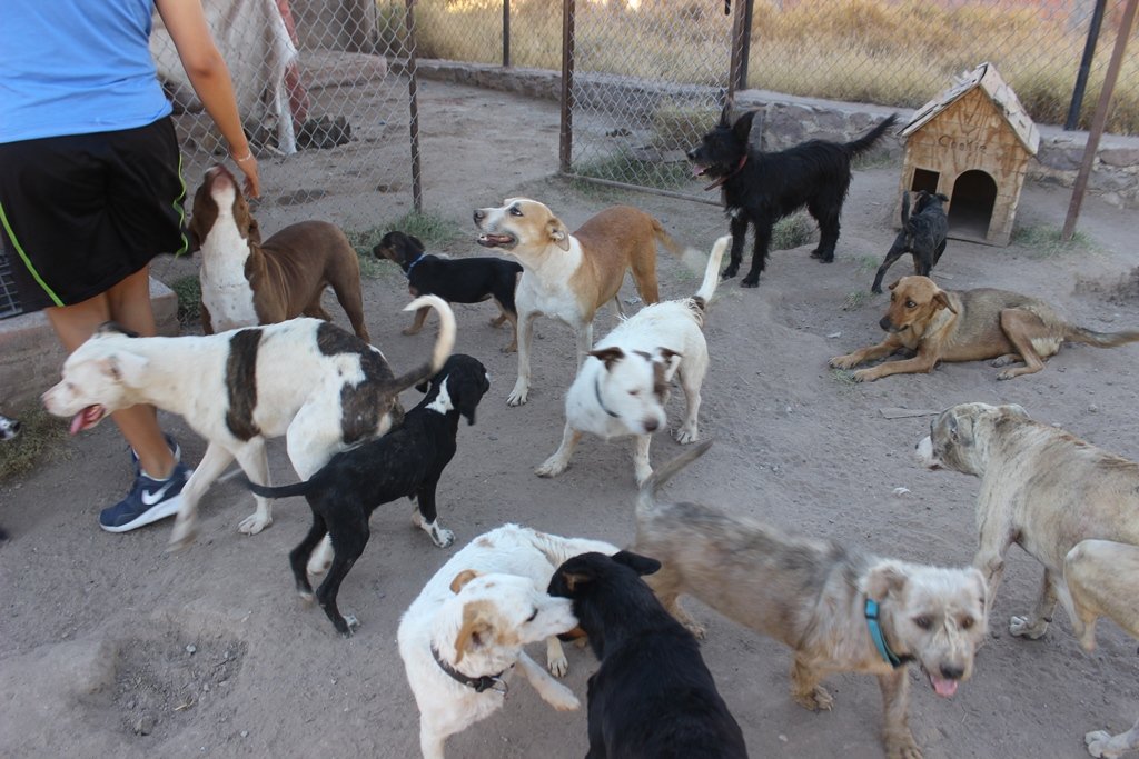perritoos 2
