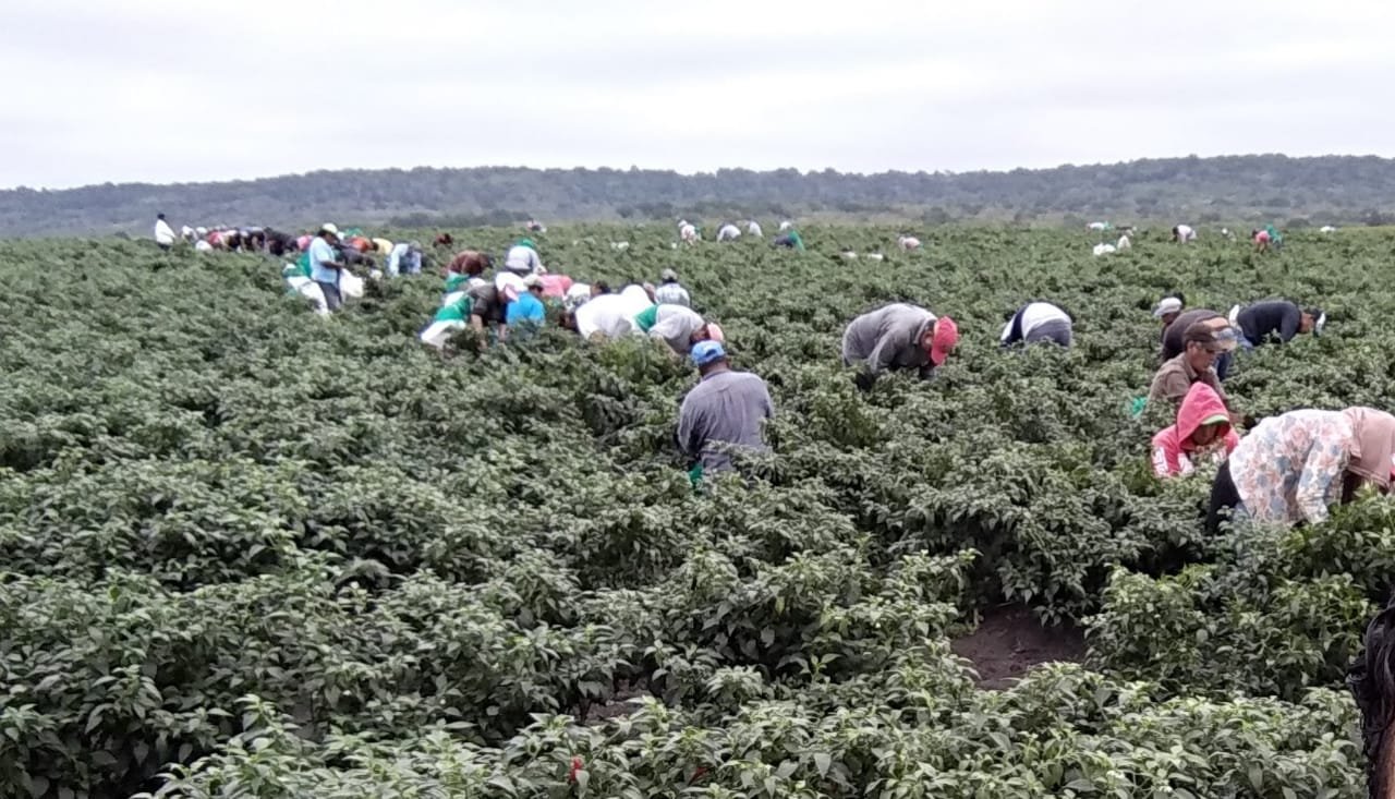 STR-074-2019.-Más de 70 millones de pesos fueron generados por jornaleros agrícolas tamaulipecos (5)