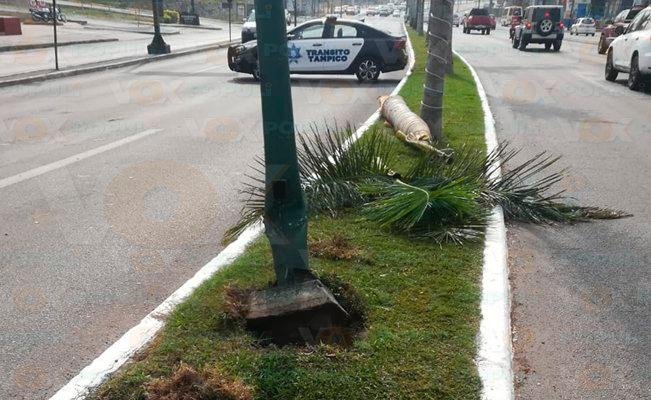 palmera