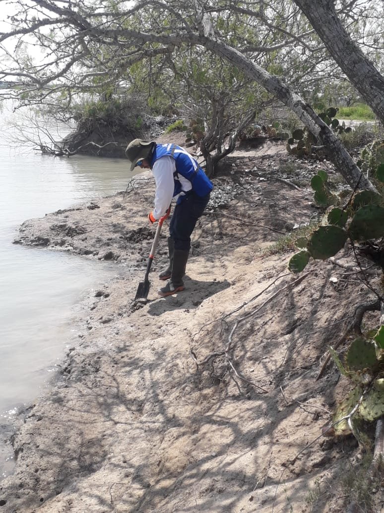 SDU-042-2020.-Cinco mil plántulas más de mangle en la laguna madre y delta del Río Bravo (3)