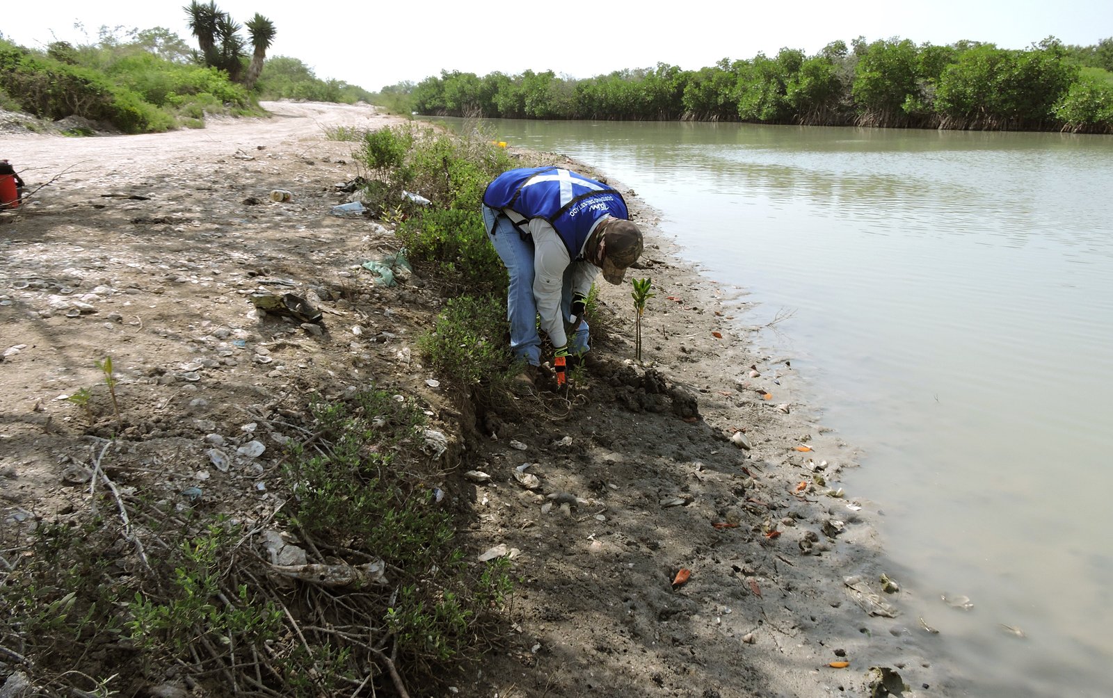 27-SDU-059-2020.-Tres mil plántulas más de Mangle reforestadas. (2)