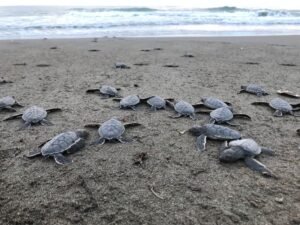 RESGUARDO TORTUGAS MARINAS (4)