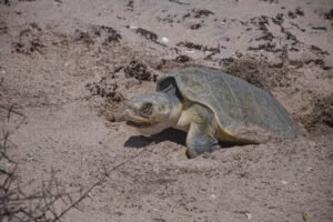 IMG-20260407-WA0017