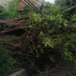 Enorme árbol cae sobre un automóvil tras las lluvias en Altamira