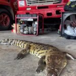 Muere cocodrilo atropellado en el bulevar Fidel Velázquez