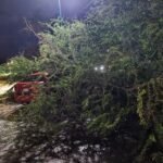 Lluvias provocan caída de seis árboles en distintos puntos