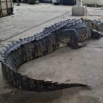 Capturan cocodrilo de casi tres metros en calles de Ciudad Madero. 