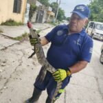 Disminuye captura de cocodrilos pese a lluvias en la zona sur