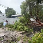 Lluvias y fuertes vientos derriban árboles y dejan vehículos varados