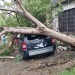 Lluvias y norte derriban árboles y dejan tres vehículos varados en Ciudad Victoria