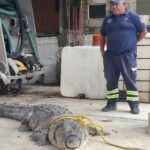 Disminuye captura de cocodrilos en Ciudad Madero; reportan hasta 50 ejemplares en 2026.
