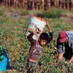 INEGI reporta 3.5 millones de menores en trabajo infantil; persiste el reto de proteger su educación y derechos.