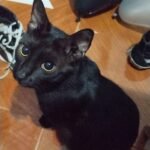 Exhortan a resguardar gatos durante Halloween para prevenir el maltrato y actos de crueldad