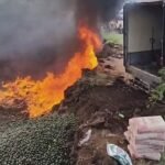 Destruyen aguacate de tres estados tras detectar plagas; autoridades buscan proteger exportaciones mexicanas